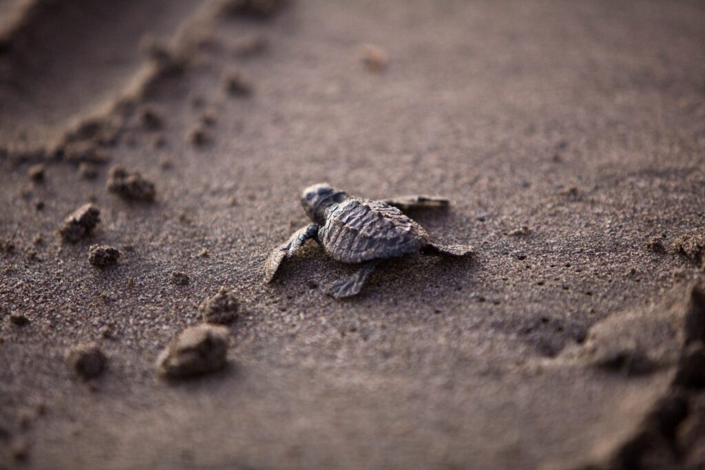 brown baby turtle in the sand