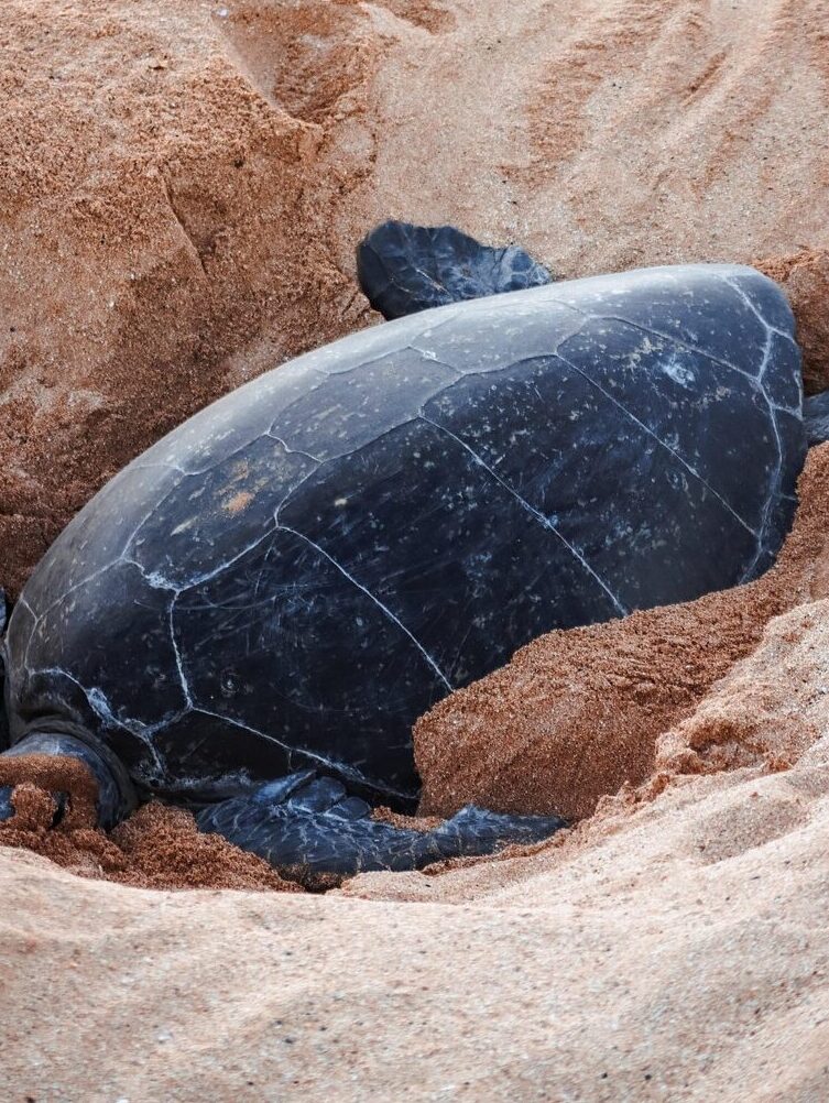 Mama turtle digging nest