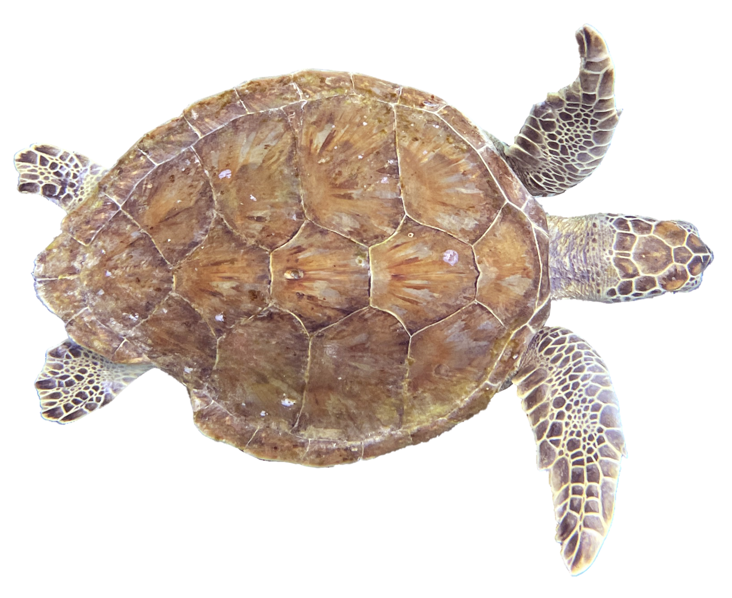 sea turtle with broken shell