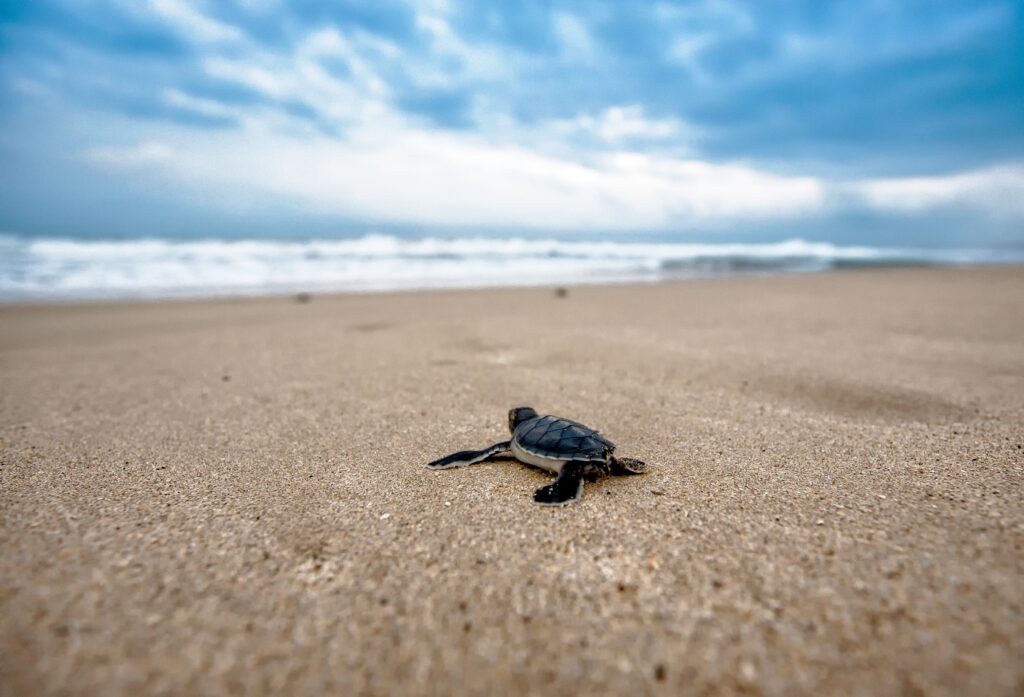 baby turtle looking towards the ocean