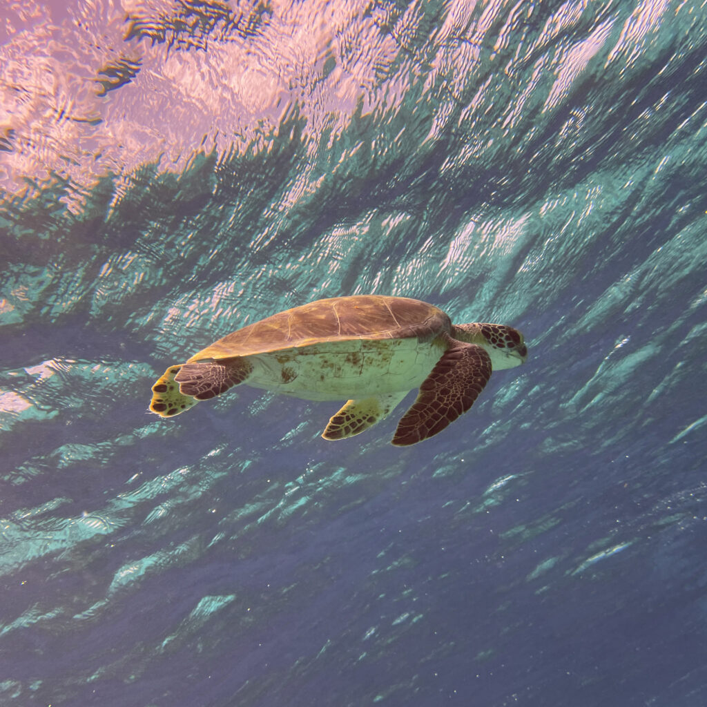 turtle in the light of the sun set