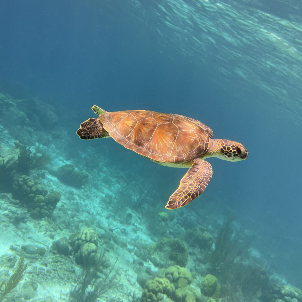 orange turtle amongst teal sea
