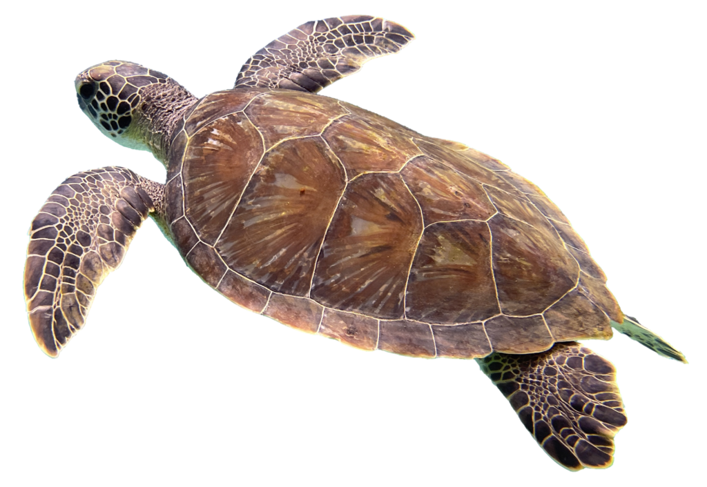 free floating turtle swimming upwards