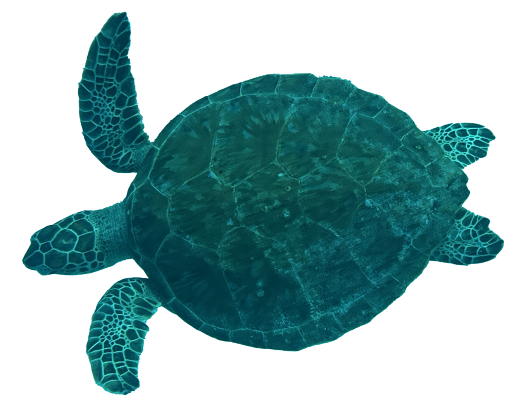 free floating teal tinted turtle