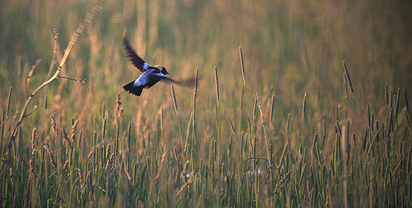 bird flying through tall grass
