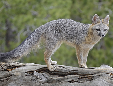gray fox