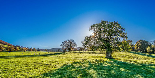 grassy plain with a few trees