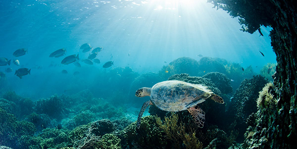 aquatic biome
