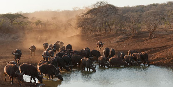 grazzing buffalo
