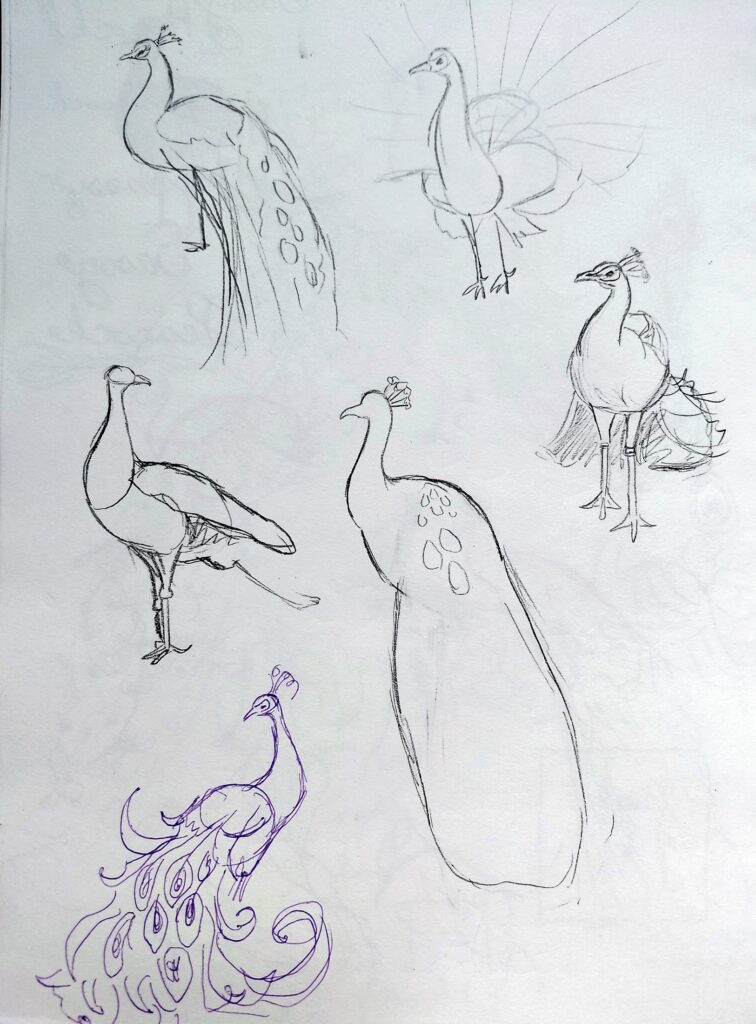 peacock sketches page 4- simple shapes and outlines